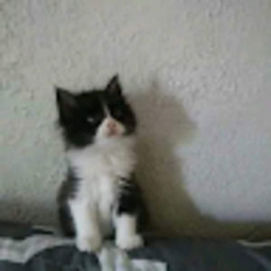 Meet your Posher, Fred